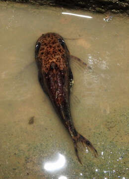 Image of Back-swimming Congo Catfish