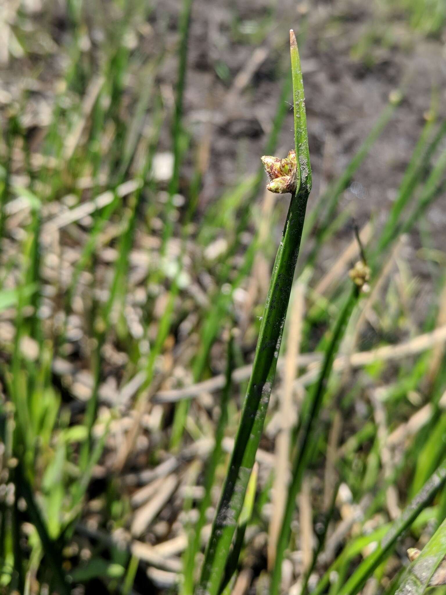 Plancia ëd Schoenoplectus americanus (Pers.) Volkart