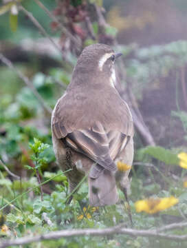 Image of Stout-billed Cinclodes