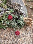 Image of Ruby Mountain buckwheat