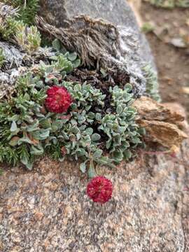 Image of Ruby Mountain buckwheat