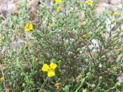 Image of threeray tarweed