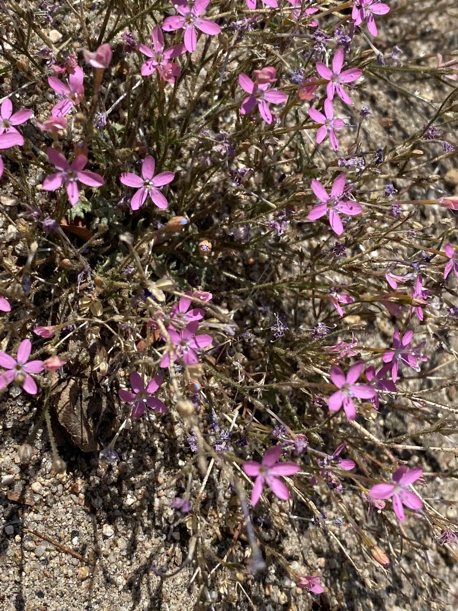 Image of fineflower gilia