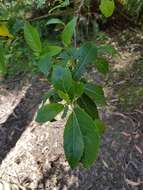 Image of Hedycarya angustifolia A. Cunn.