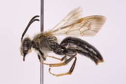 Image of Andrena confederata Viereck 1917