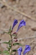 Image of narrowleaf skullcap