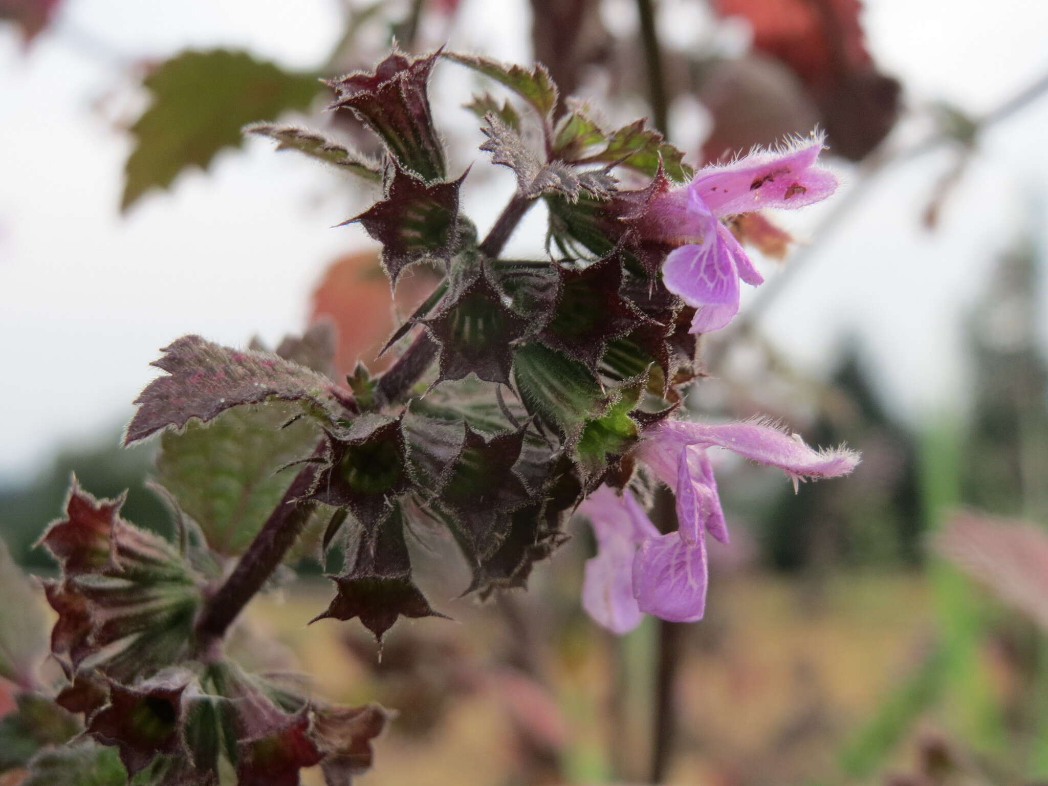 Image of Ballota nigra subsp. meridionalis (Bég.) Bég.