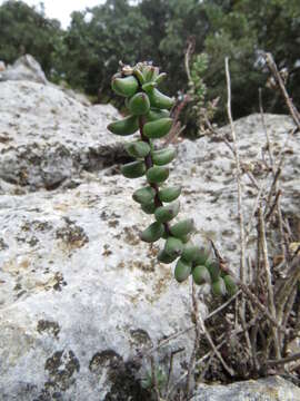 Image of Villadia albiflora (Hemsl.) Rose