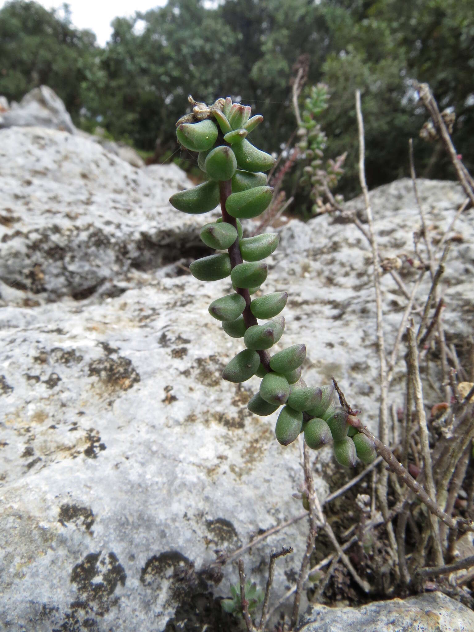 Image of Villadia albiflora (Hemsl.) Rose