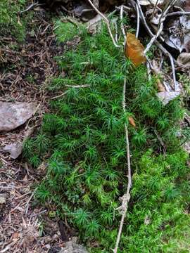 Image of alpine haircap