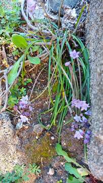 Image of Brimeura fastigiata (Viv.) Chouard