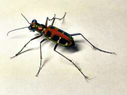 Image of Cicindela (Cosmodela) duponti Dejean 1826