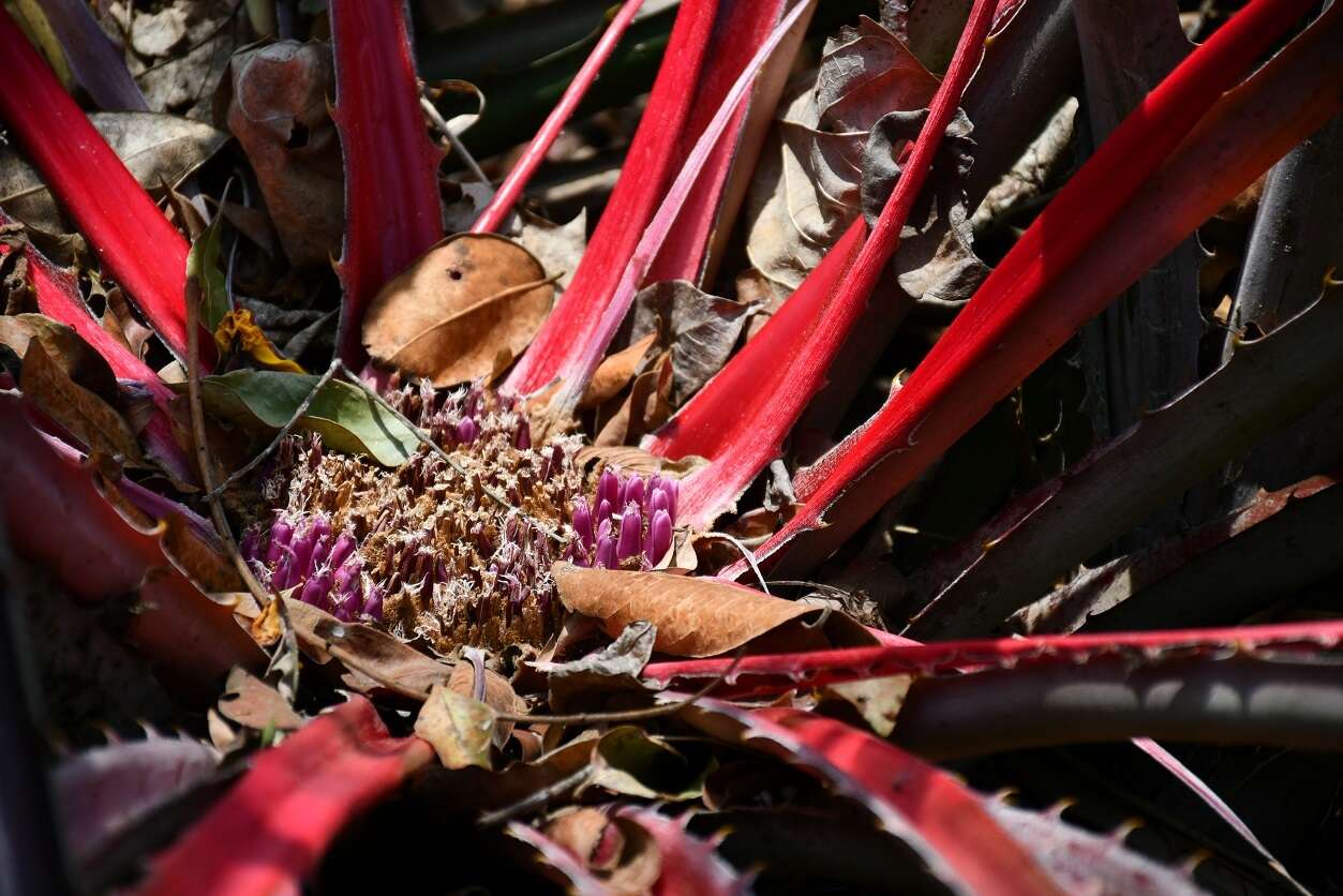 Image of Bromelia karatas L.