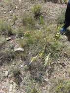 Image of Asclepias barjoniifolia Fourn.