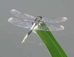 Leucorrhinia caudalis (Charpentier 1840) resmi