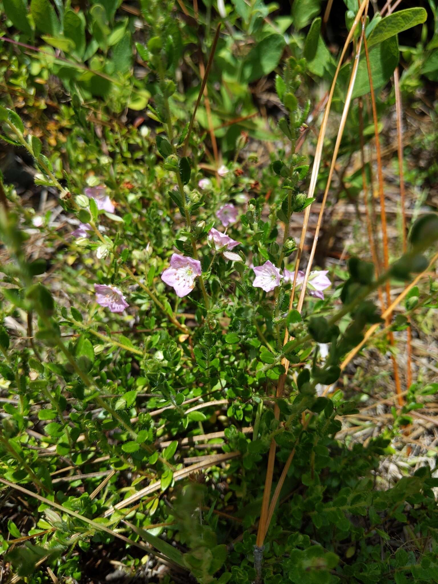 Image of hairy laurel