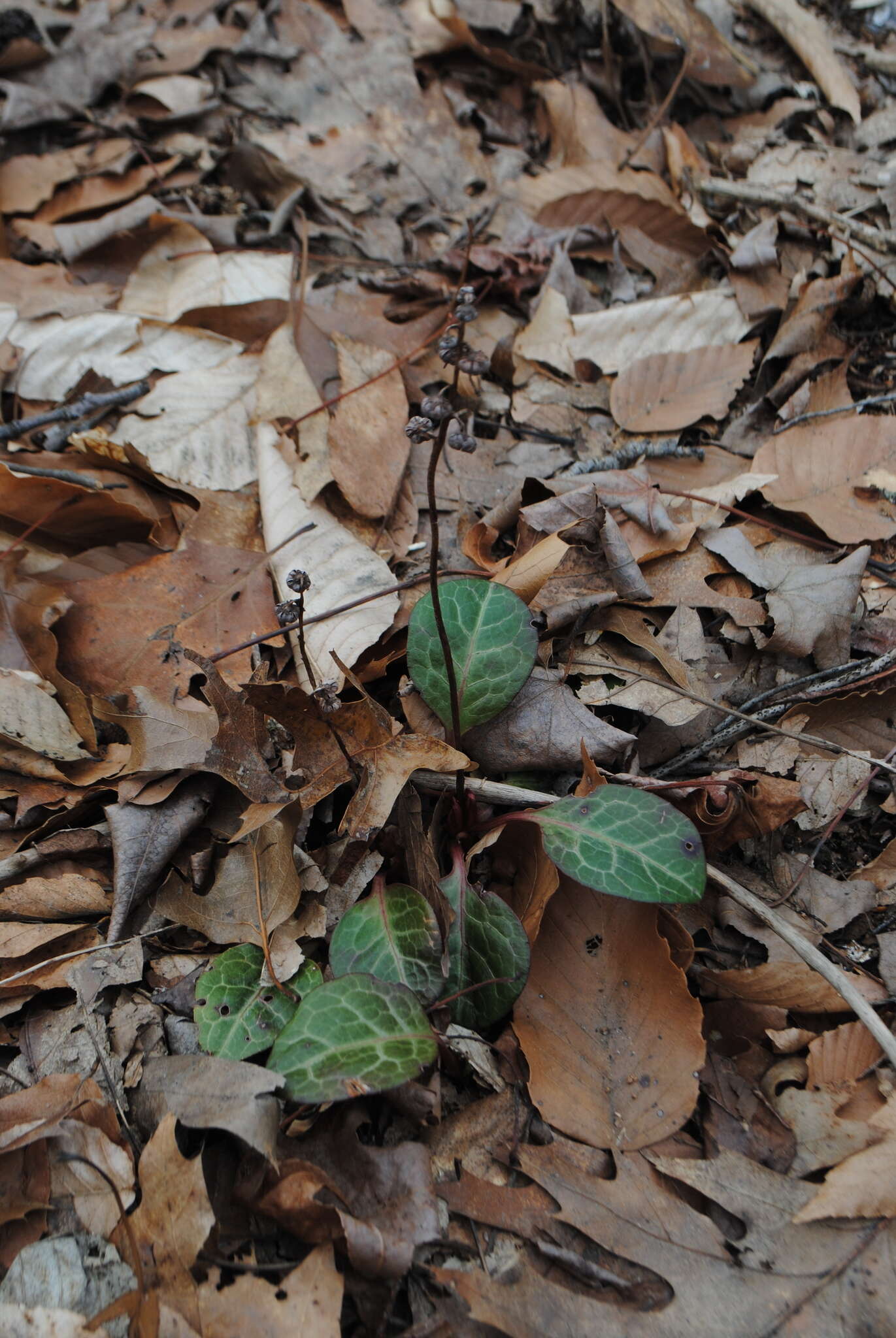 Image of American wintergreen