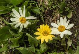 Image of White-Ray Mule's-Ears