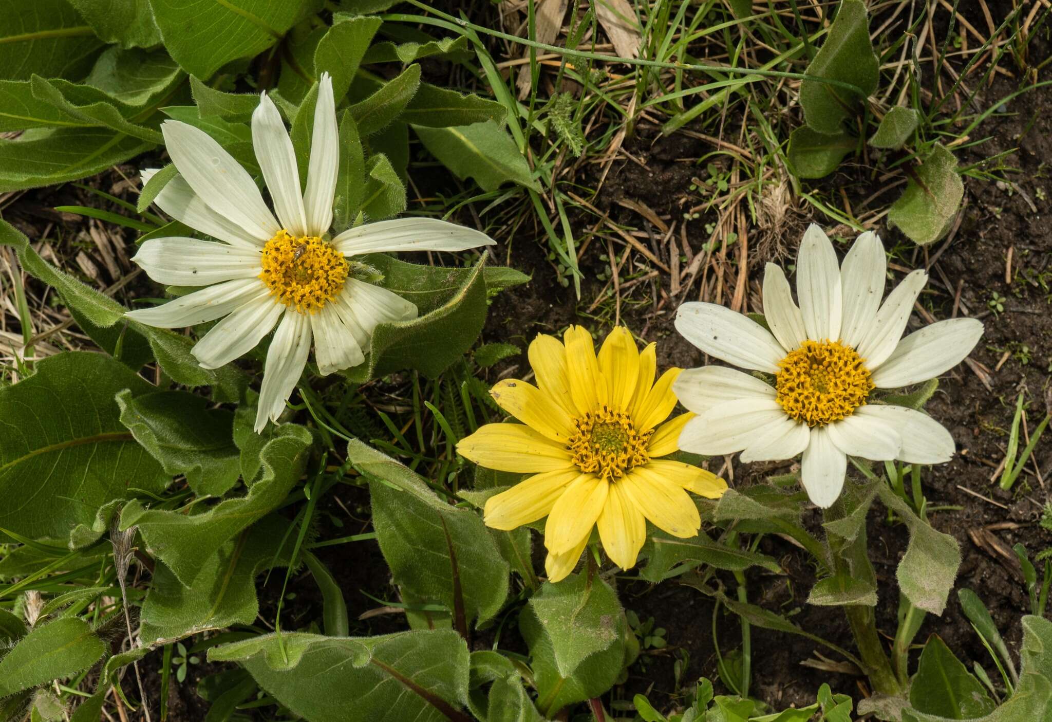 Image of White-Ray Mule's-Ears