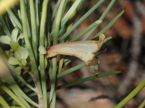 صورة Eremophila oppositifolia R. Br.