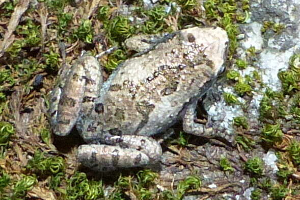 Image of Microhyla nilphamariensis Howlader, Nair, Gopalan & Merilä 2015