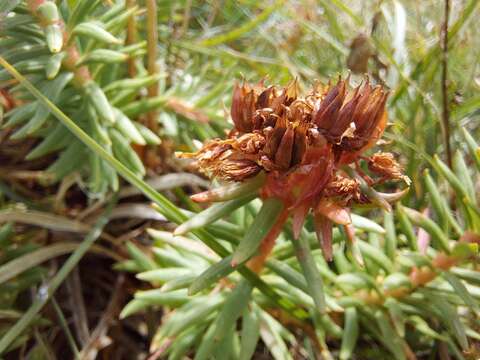 Image of Rhodiola algida (Ledeb.) Fisch. & C. A. Mey.