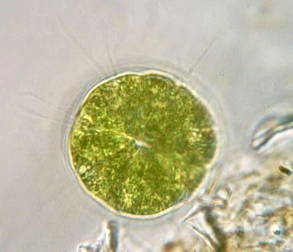 Image of Pandorina