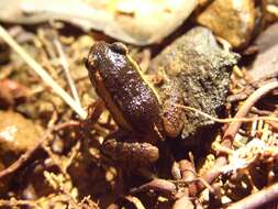 Image of Lowland Tropical Bullfrog