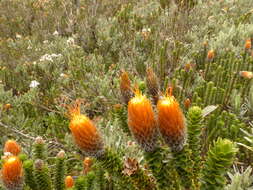 Image of flower of the Andes