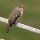 Image of Muscicapa adusta pumila (Reichenow 1892)