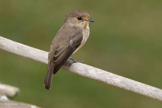 Image de Muscicapa adusta pumila (Reichenow 1892)