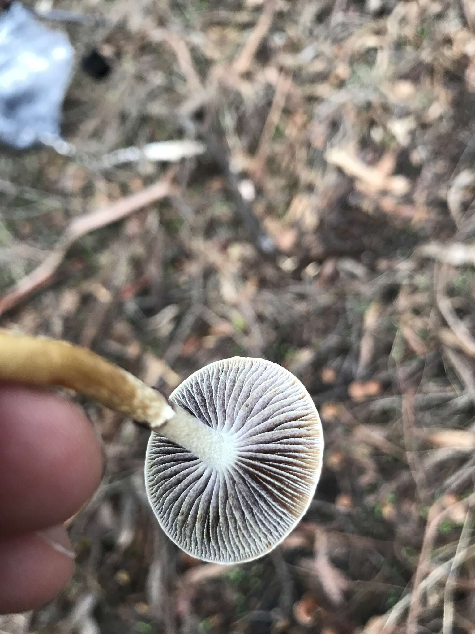 Image of Leratiomyces squamosus var. thraustus (Kalchbr.) Bridge & Spooner