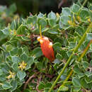 Image of Lambertia uniflora R. Br.