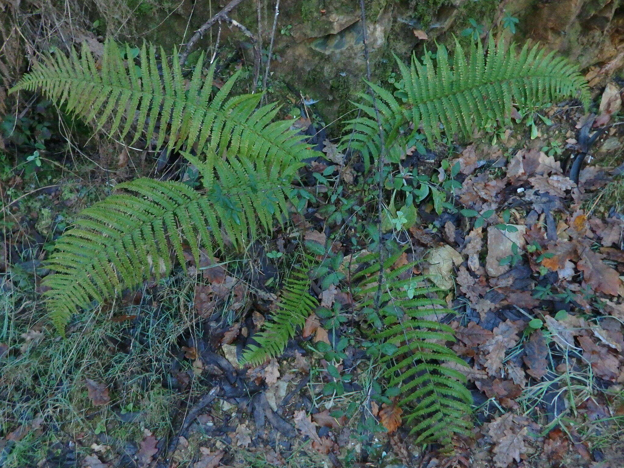 Image de Dryopteris affinis (Lowe) Fraser-Jenkins