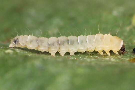 Image of Callisto denticulella (Thunberg 1794)