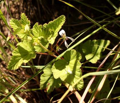 Image of Pelargonium dispar N. E. Br.