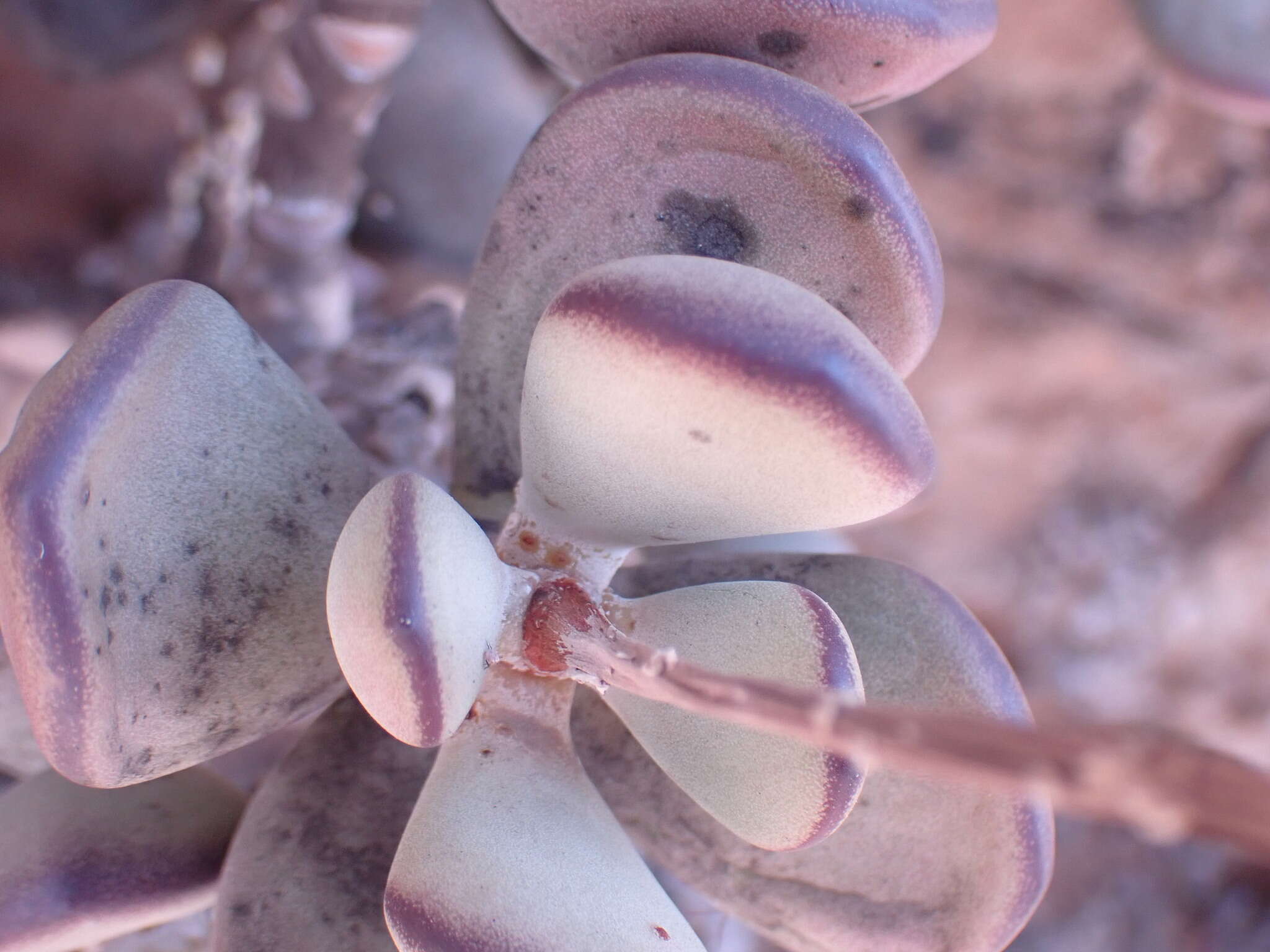 Imagem de Adromischus montium-klinghardtii (Dinter) A. Berger