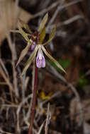 Image of Nervilia plicata (Andrews) Schltr.