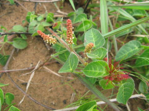 Imagem de Acalypha brachiata Krauss