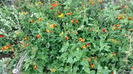 Image of West Indian Shrub-Verbena