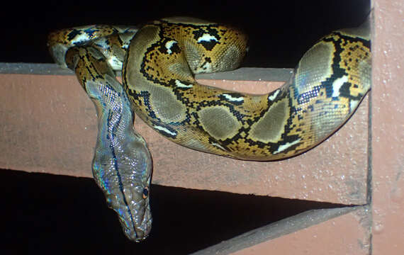 Image of Malayopython reticulatus reticulatus (Schneider 1801)