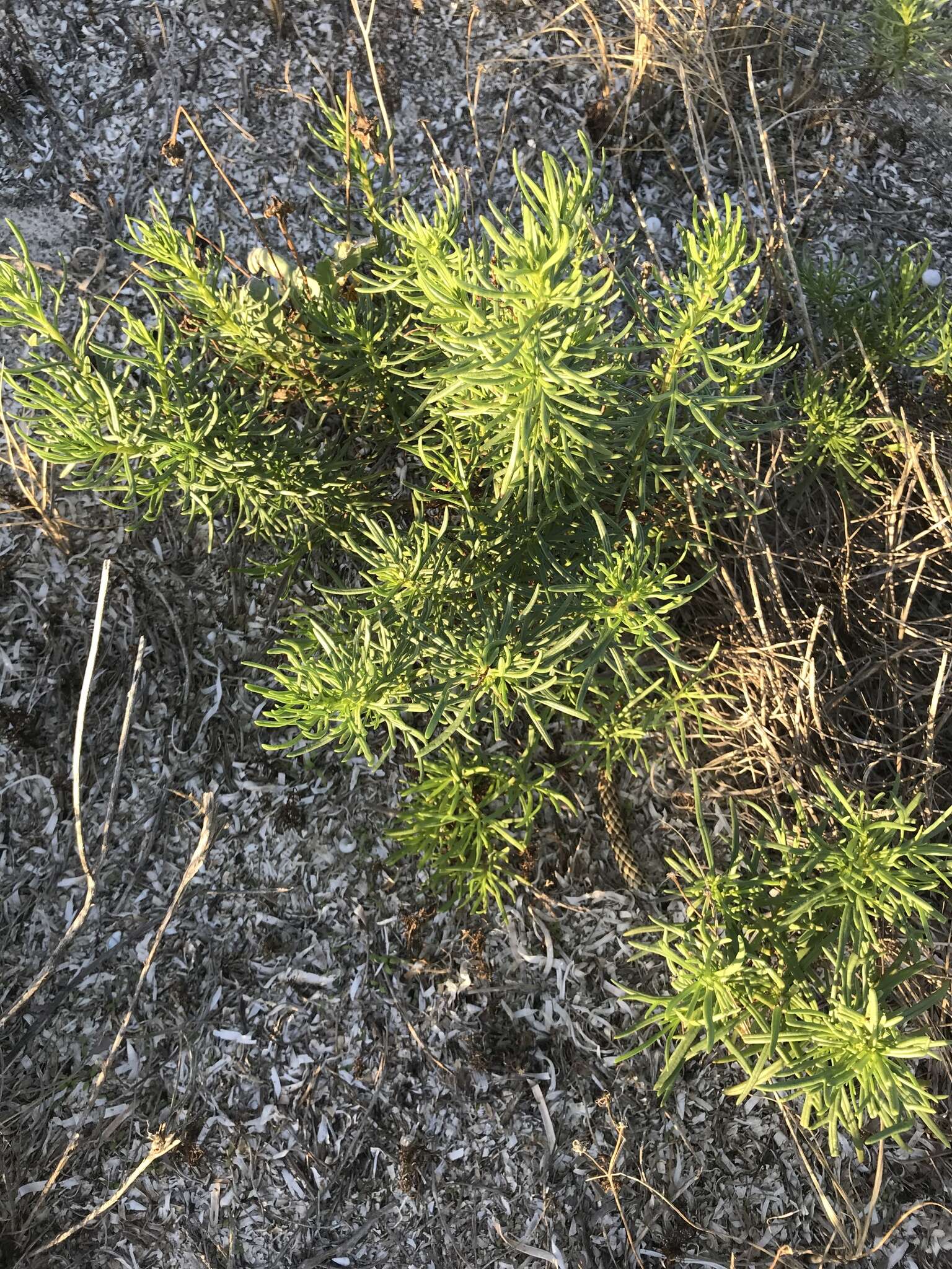 Image of Senecio pinnatifolius var. maritimus (Ali) I. Thomps.