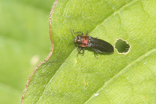 Imagem de Agrilus ruficollis (Fabricius 1787)