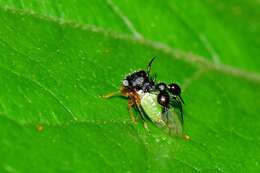 Image of Ant-mimicking Treehopper