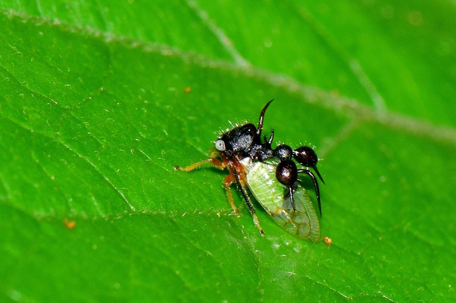 Image of Ant-mimicking Treehopper