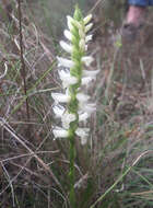 Image of Great Plains lady's tresses