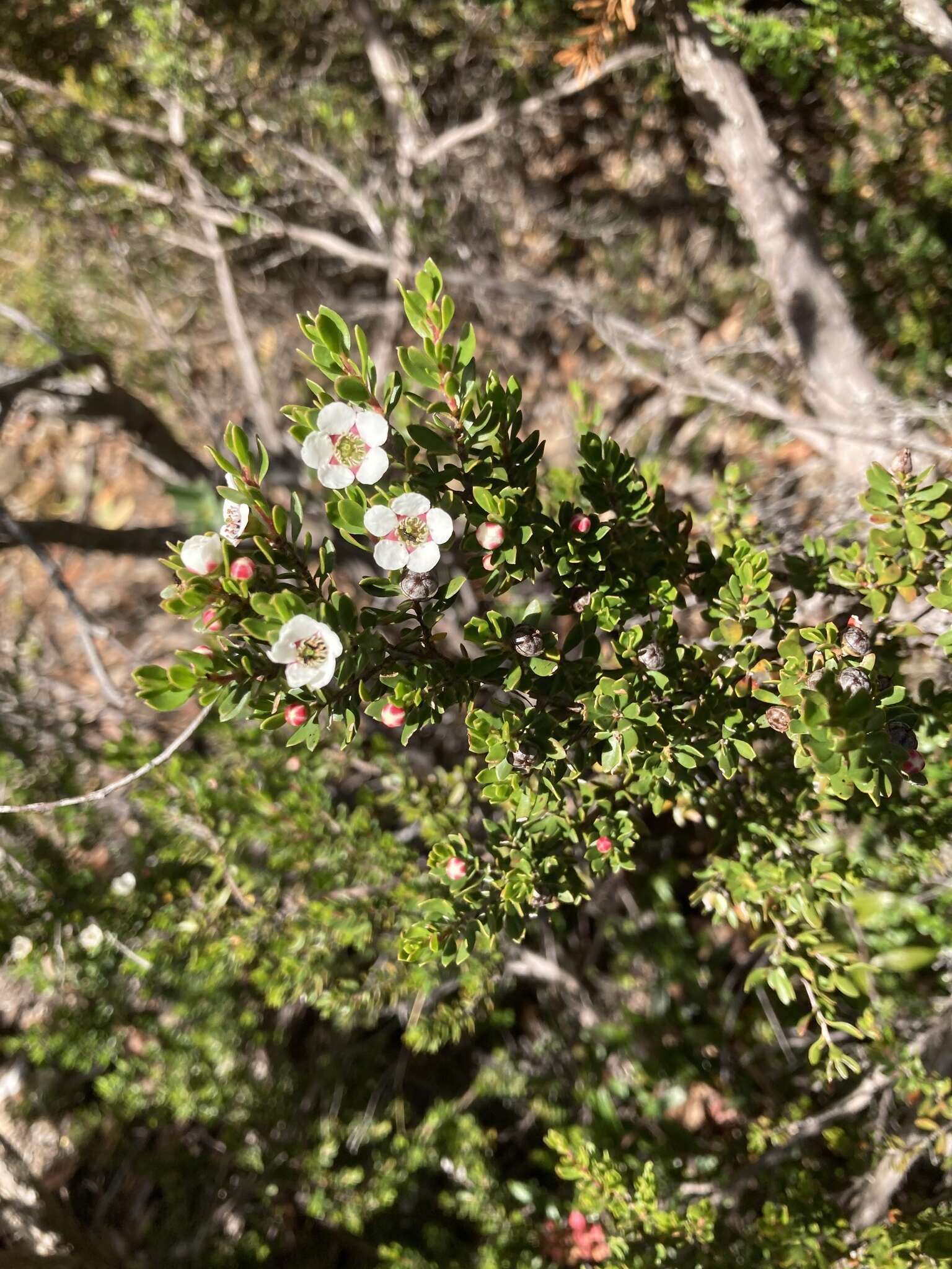 Sivun Leptospermum rupestre Hook. fil. kuva