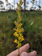 Plancia ëd <i>Solidago virgata</i>