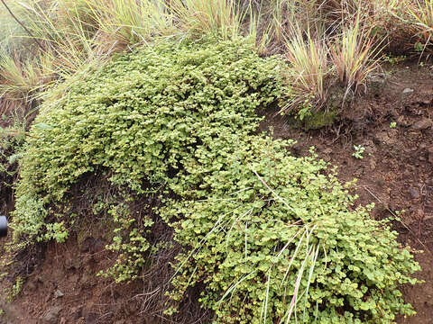 Image of Hermannia malvifolia N. E. Br.