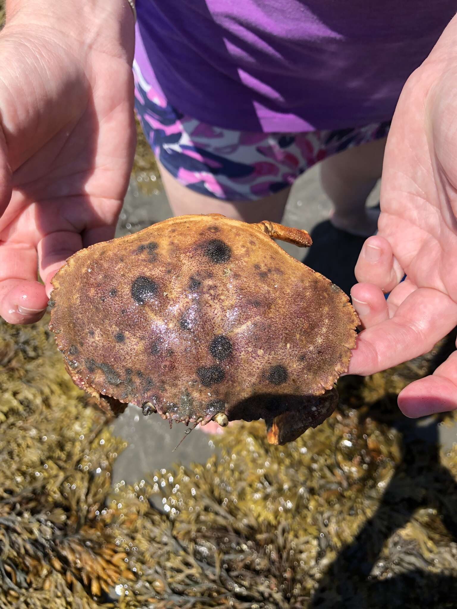 Image of Jonah crab